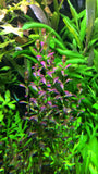 Rotala Ramosior Florida--RARE - Rice Family Aquatics