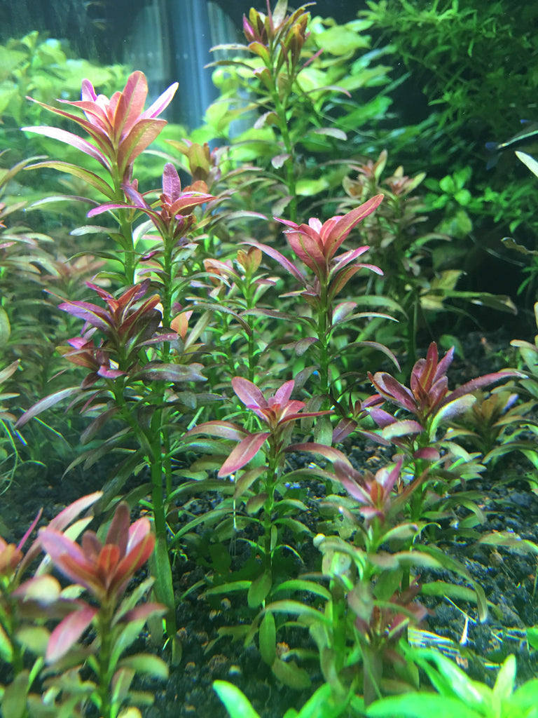 Rotala Ramosior Sunset--RARE – Rice Family Aquatics